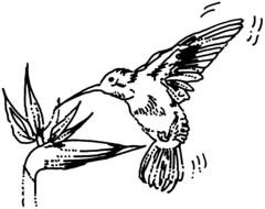 black and white picture of a hummingbird near a flower
