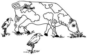 Example Of A Commensalism Relationship drawing