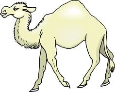 nice Camel Drawing