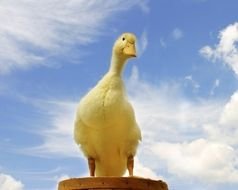 Yellow Duck