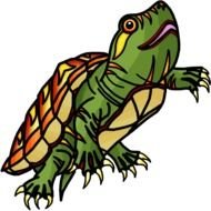 Turtle Shell Clip Art N2