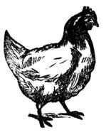 Chicken Clip Art N57