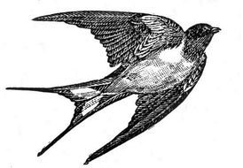 Clip Art of the bird