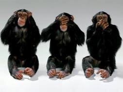 three funny monkeys
