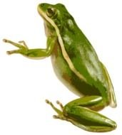 American Green Tree Frog