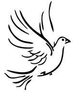 pencil drawing of a pigeon on a white background