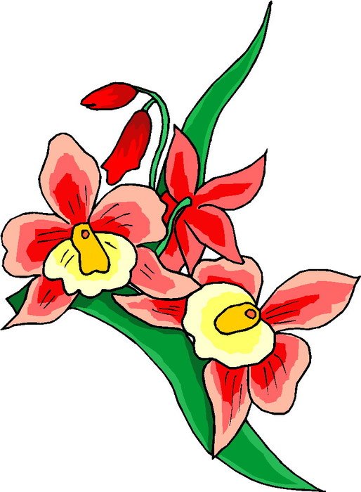 red orchids as a picture for clipart