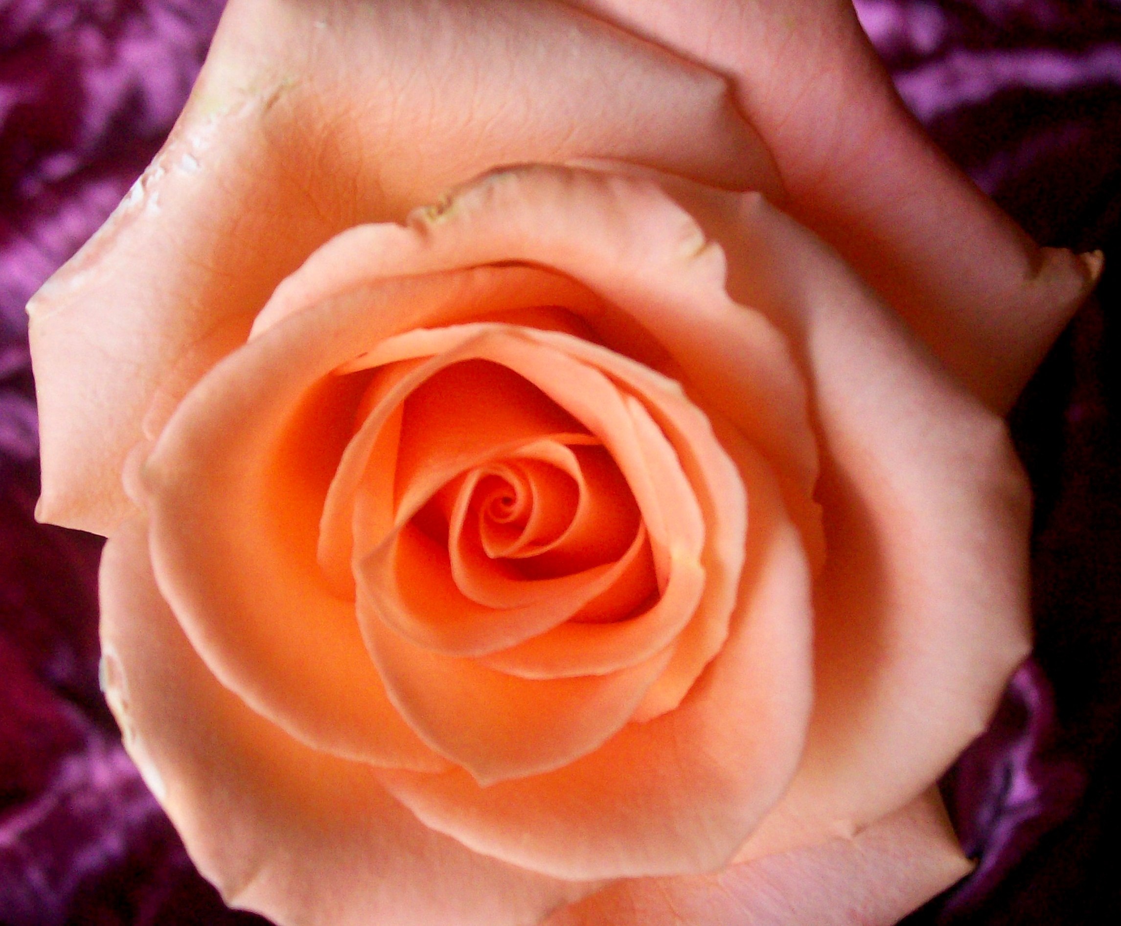 Роза персиковый ликер
