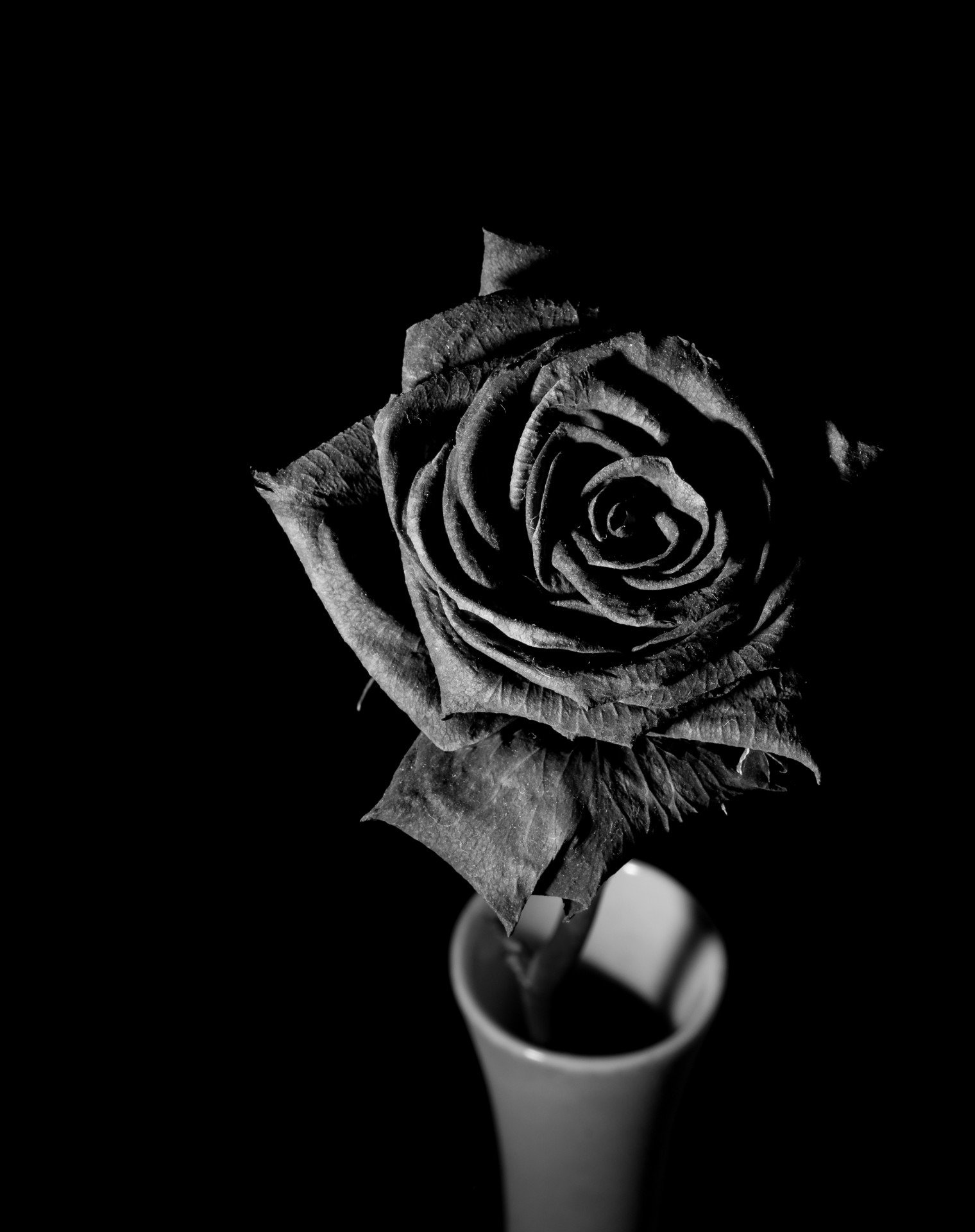 Black rose flowers free image download