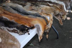 fur of wild animals