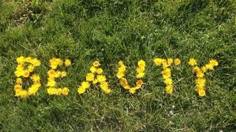 beauty word from yellow flowers
