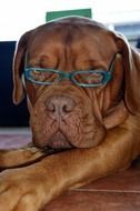 dog with blue glasses