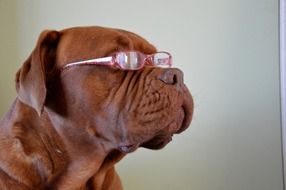 dog with eyeglasses