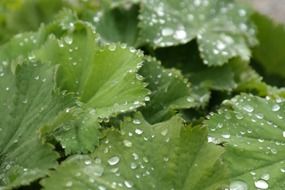 water drops on lady's mantle leaves