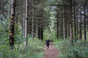 the girl goes on a forest trail