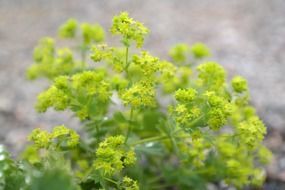 flowers of Alchemilla