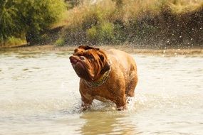 bordeaux dog bathing in the lake