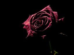 dark rose in drops of water on a black background