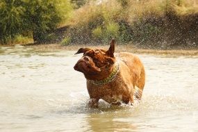 mastiff puppy is squirting water