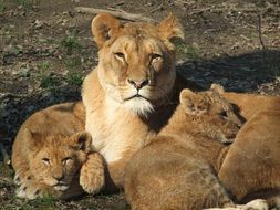 the lion family lies on the ground