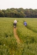 walk through a wheat field