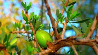 argan fruit