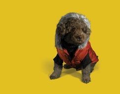 cute puppy brown dog