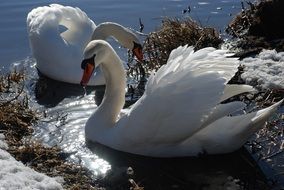 pair of swans on the winter lake