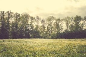 spring meadow landscape, netherlands