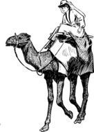 graphic image of a woman on a camel