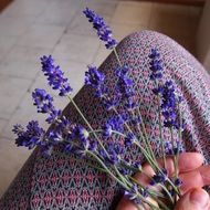 sprigs of lavender in the hands of a woman