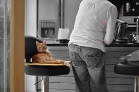 Red cat on kitchen chair Man back