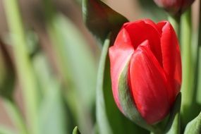 red tulip on a background of blurry green leaves