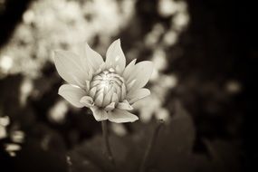 Flower bloom sepia photo