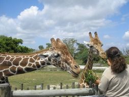 Zoo worker feeding giraffes