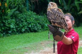 owl bird and girl