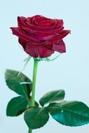 perfect red rose with water droplets