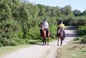horse walk
