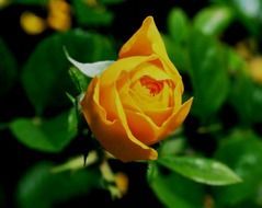 orange egg-shaped rose blossom