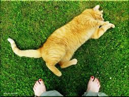 playful pet