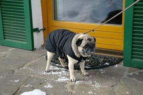 pug dog winter