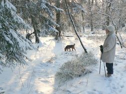 handsome winter forest