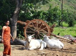 Indian woman near the cows