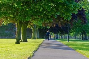 trees way path