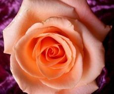 Closeup photo of Peach rose