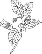 black and white drawing of the atropa belladonna