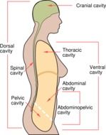 human body diagram drawing