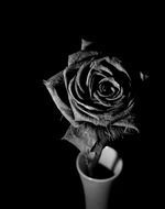 black rose flowers