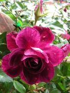 deep pink roses