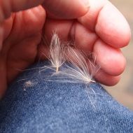 feathers in the pants